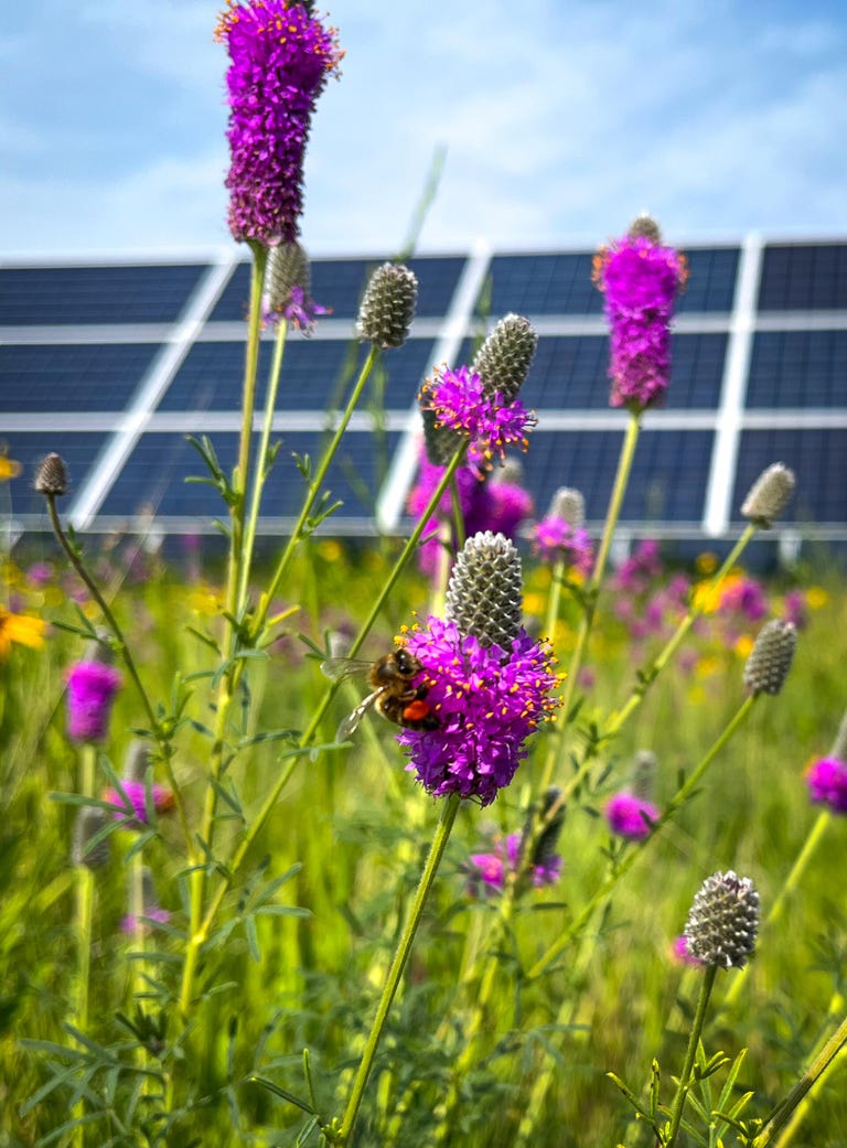 Uma abelha visita uma flor silvestre roxa com painéis solares ao fundo.
