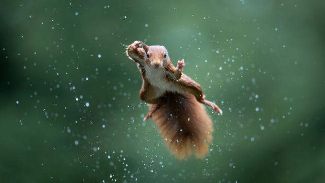 Squirrel leaps through the air, one arm extended like a furry little Superman.