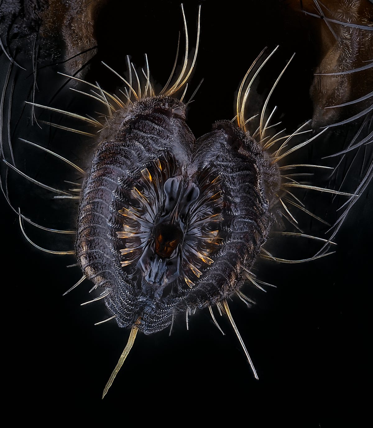 common housefly, magnified