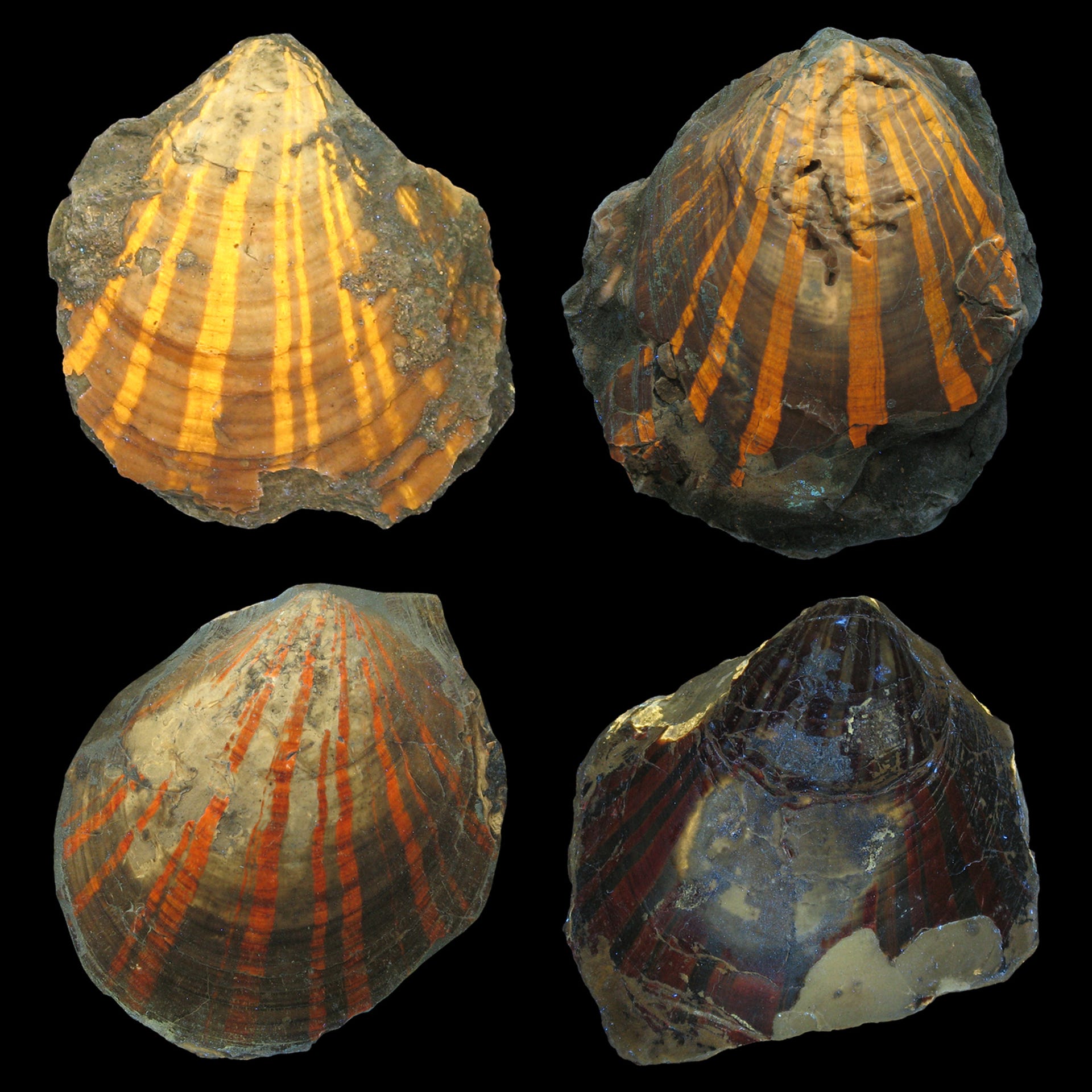 Four fossil scallop shells show different stripey shades of yellow, orange and red under UV light.