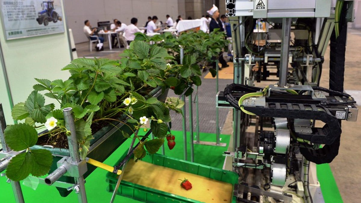 Strawberry robot