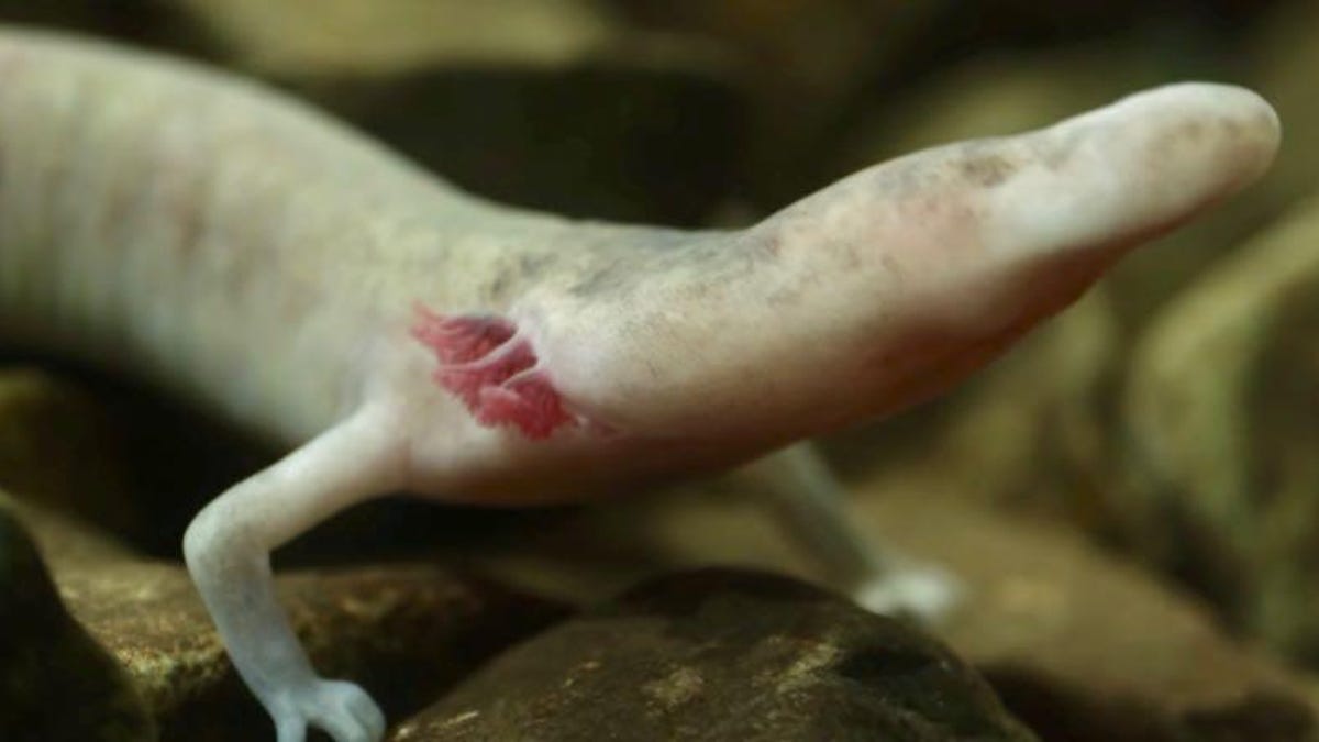 One blind cave salamander stayed still for a whopping seven years - CNET