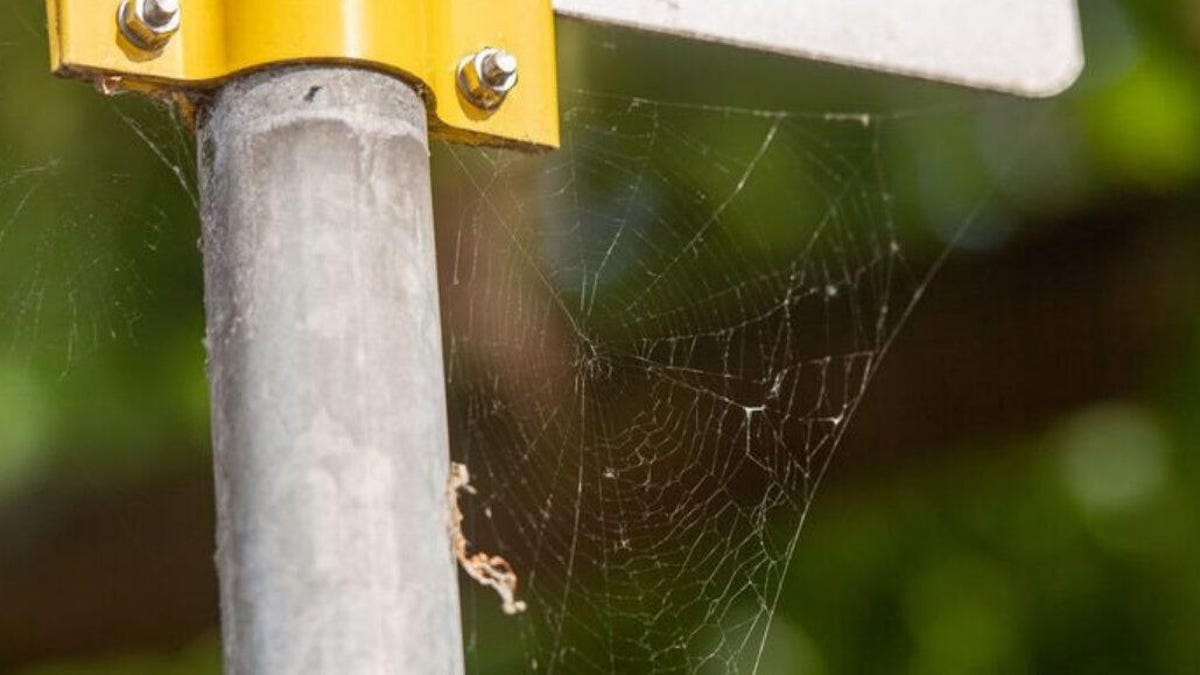 A spider web stretches between a pole and a street sign.