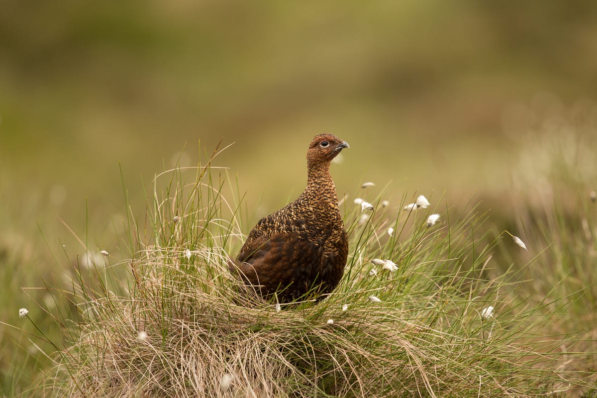 When the weather cleared up, this beautiful red grouse popped its head out of cover.