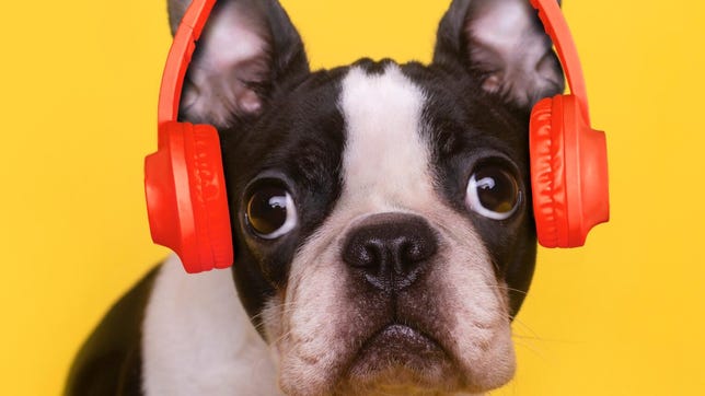 National Dog Day is Aug. 26: Gift Your Pooch With a Pet Playlist
                        Fido and your other animal friends deserve to bask in some bops. Here are the best places to stream pet-centric music.