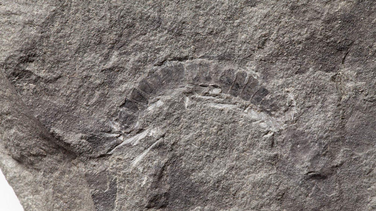 fossil-millipede-resized-1200x675-c-default