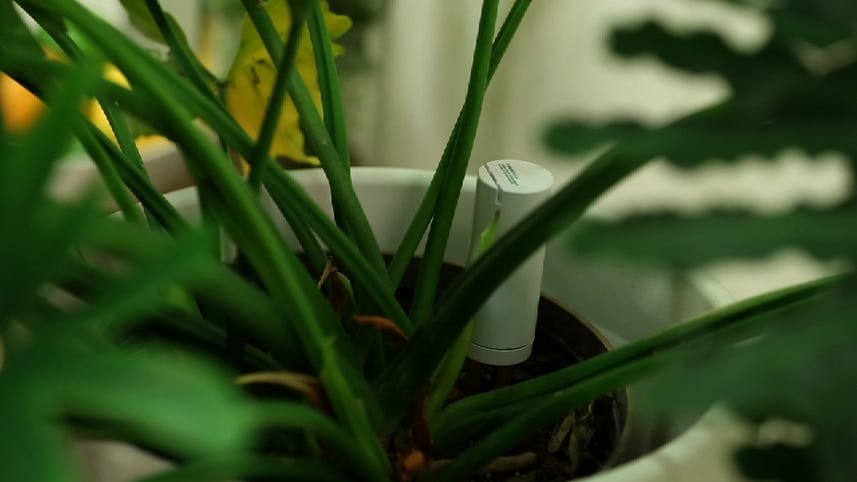 Give your plant a voice with the PlantLink Sensor