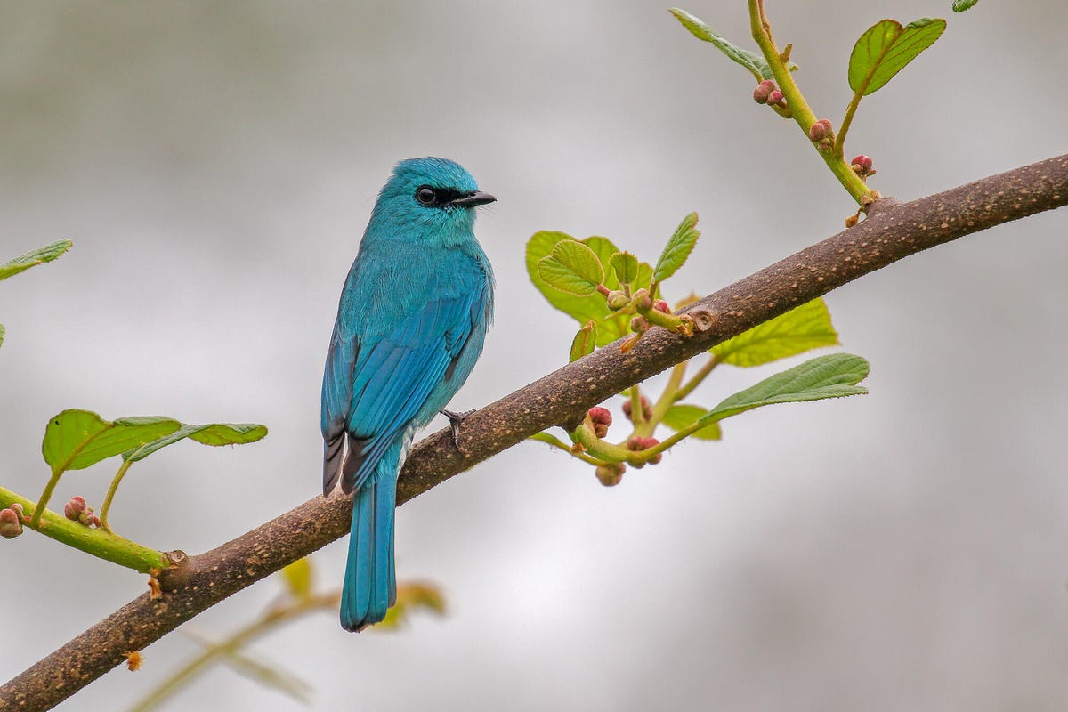 Bright blue flycatcher sits on a thin branch with bright green leaves.