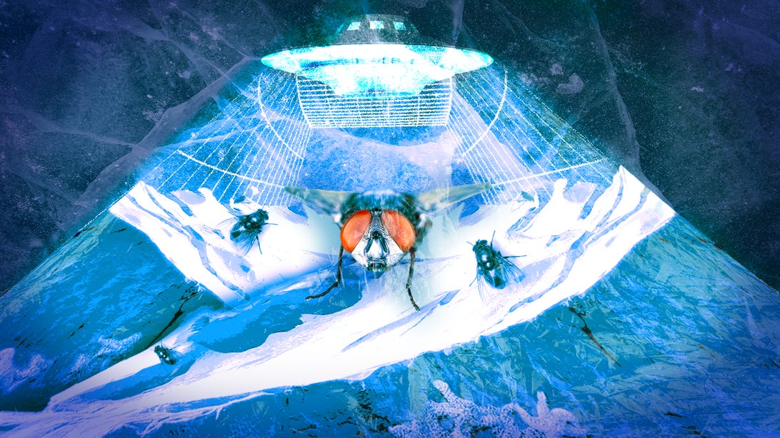 Illustration featuring a UFO casting light down onto flies and sea stars in an Antarctic wilderness