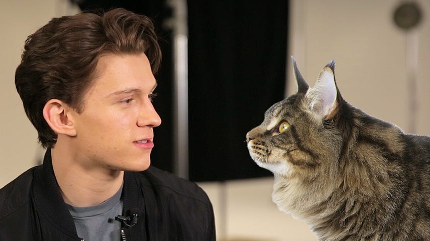 The new Spider-Man really, really hates cats