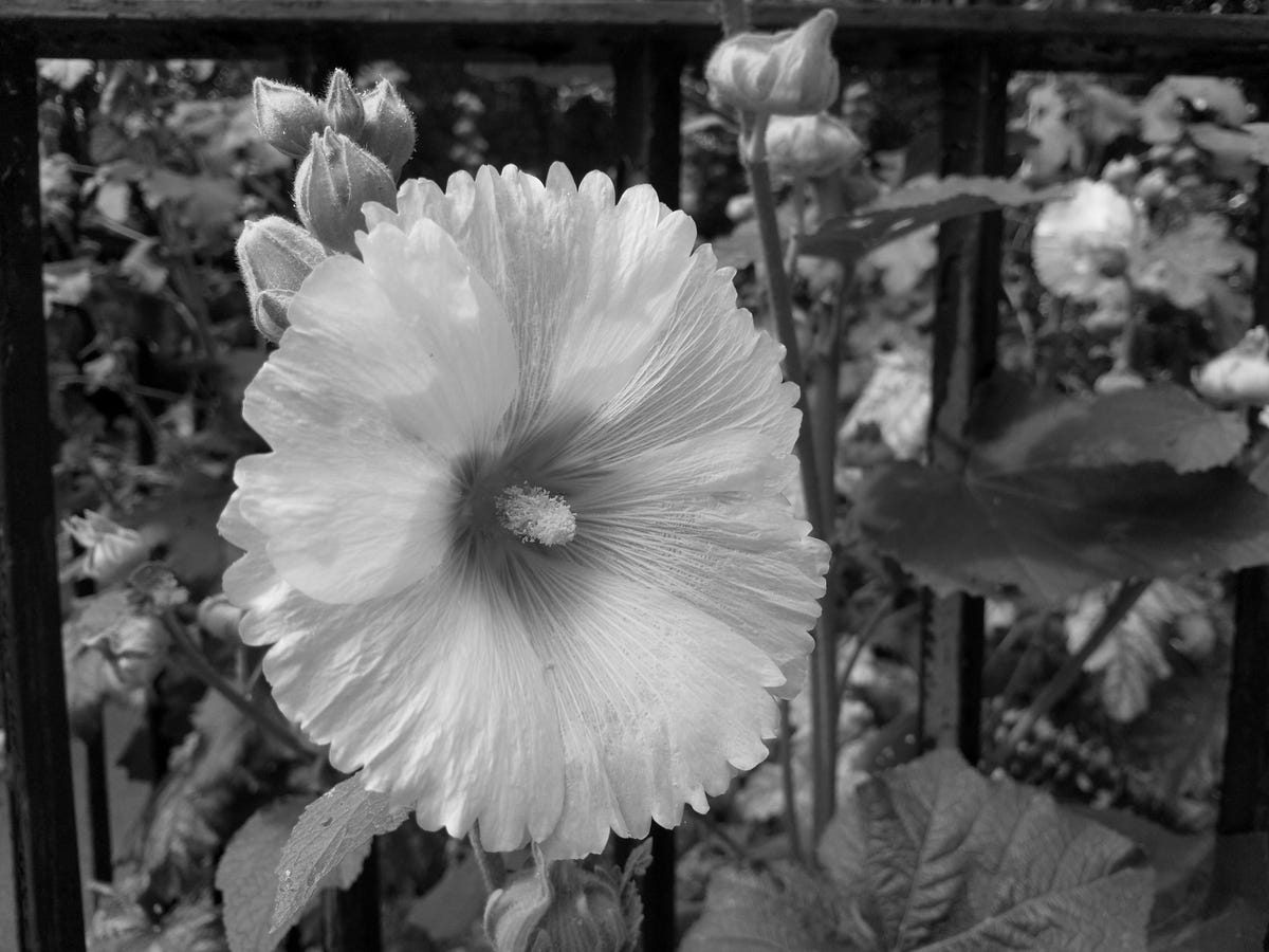 nokia-8-camera-test-flower-round-black-white
