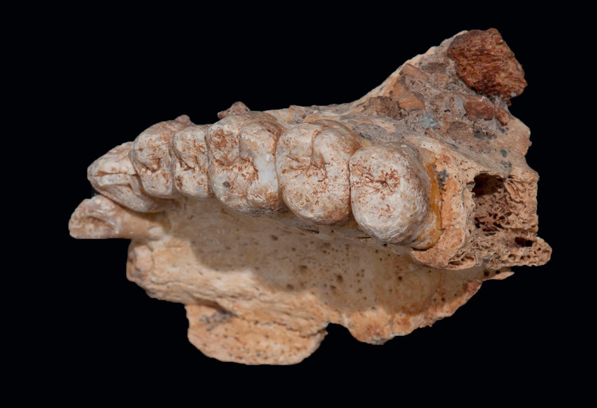 fossiljawbone