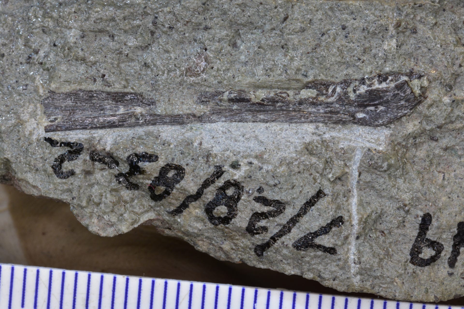 tyrannosaurjawbone-fossil-0.png