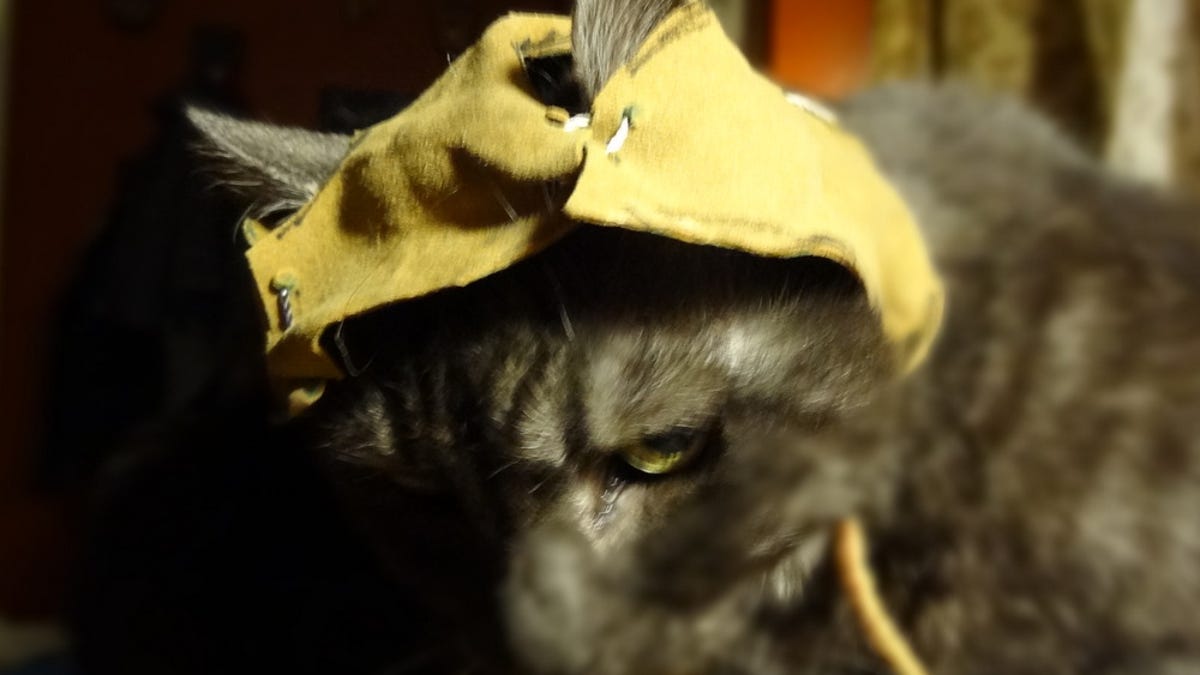 Ewok hat on cat