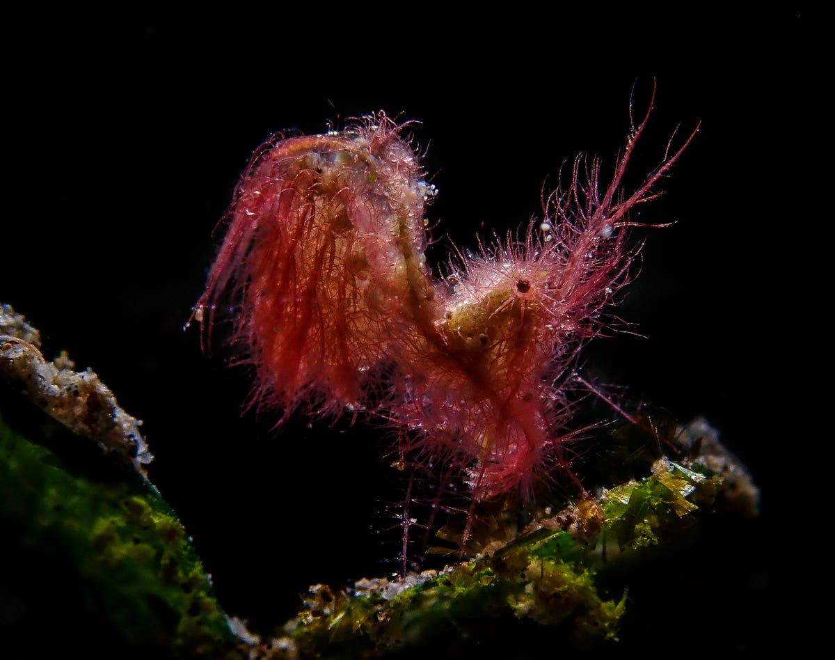 Red hairy shrimp.