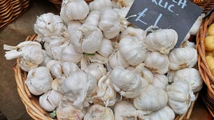 p20-garlic