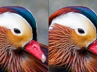 <p>The texture tool now in Adobe Lightroom lets you bring out textural details like in these mandarin duck feathers (click to zoom in).</p>