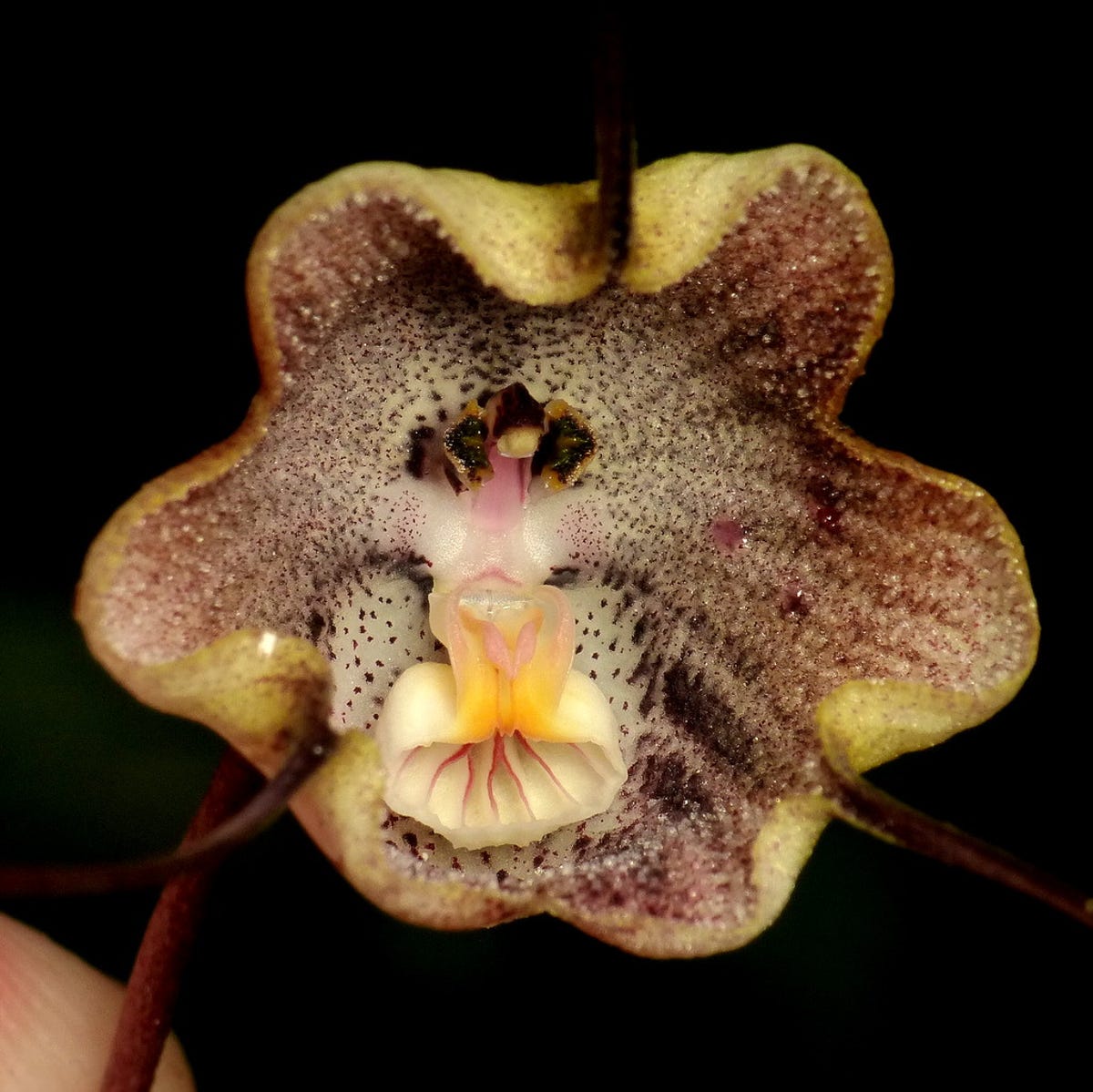 draculaorchid.jpg