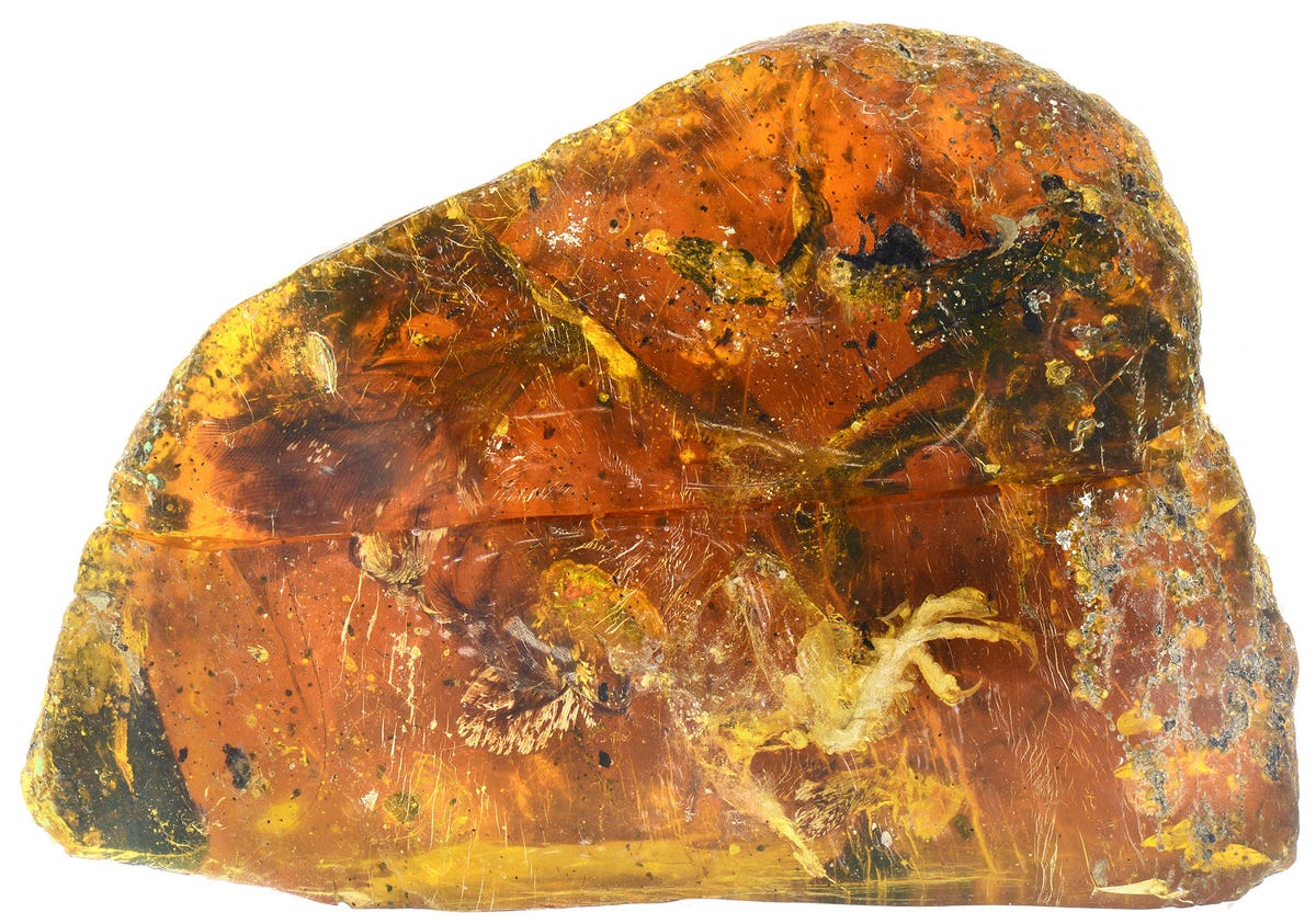 Chunk of polished brown amber hides a hatchling bird, foot extended, inside.