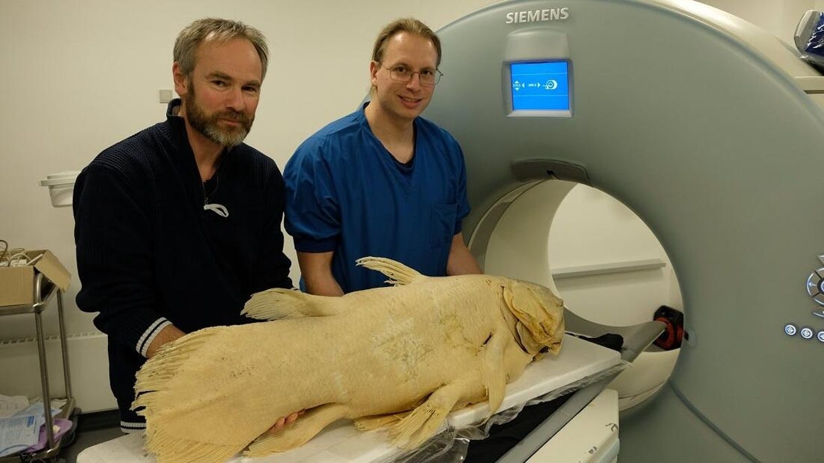 Two biologist stand next to a very large pale preserved fish ready to go into a tube-like CT scanner.