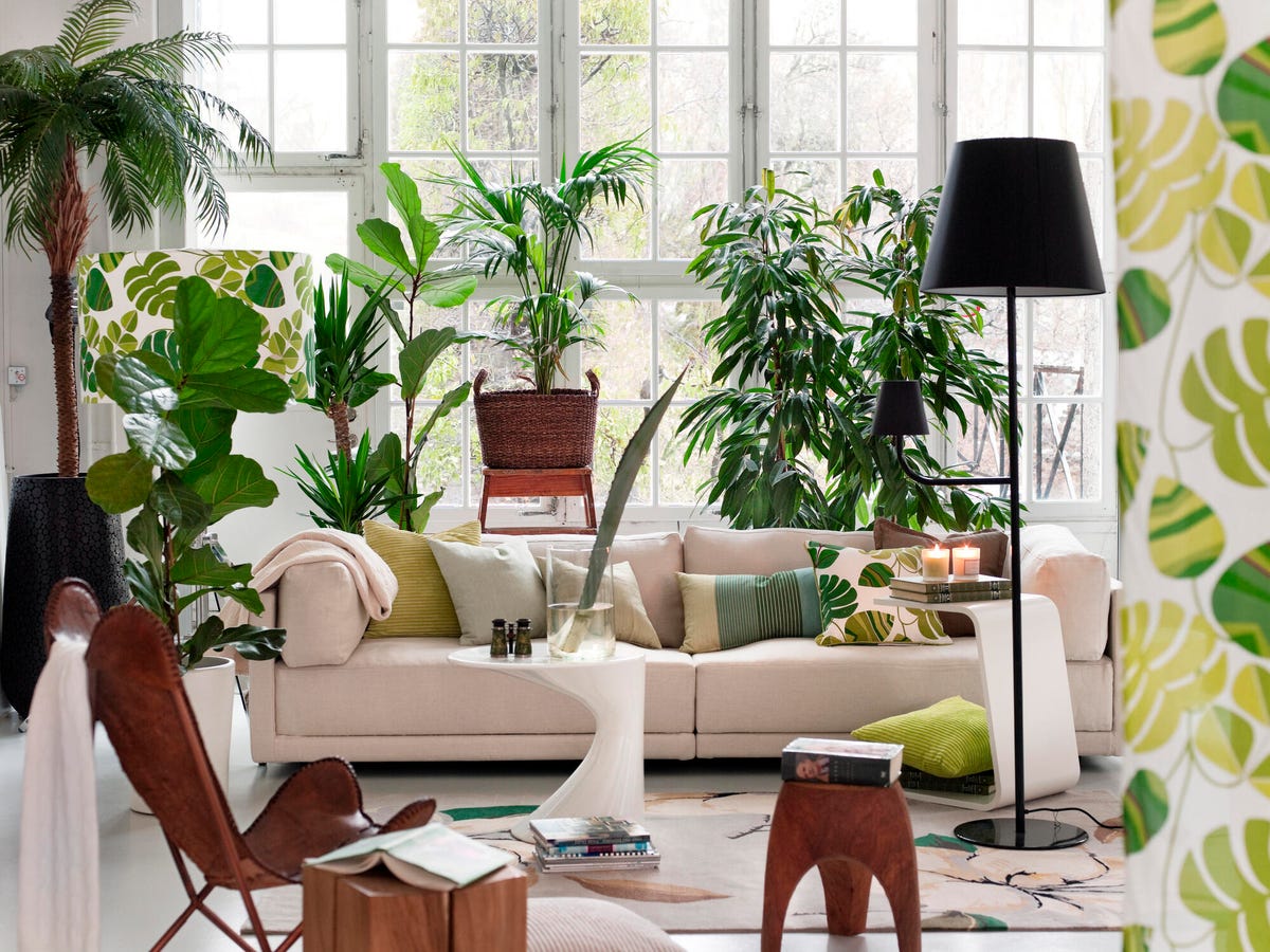 Living room full of verdant green houseplants
