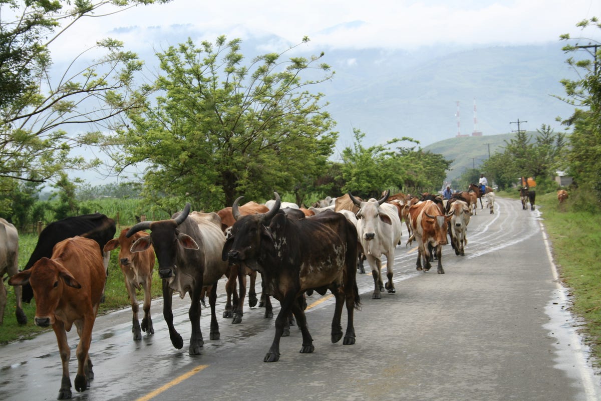 Cows block the road