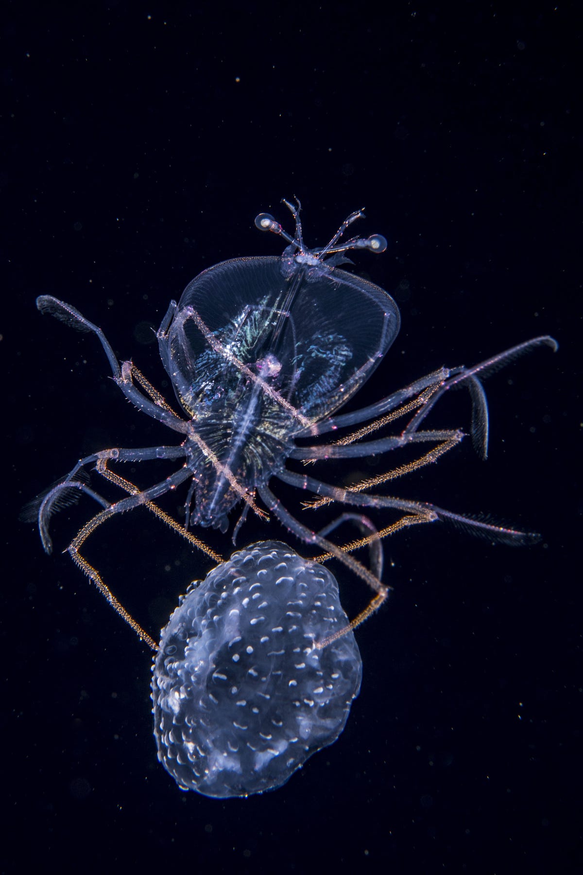 the-jellyfish-jockey-c-anthony-berberian-wildlife-photographer-of-the-year