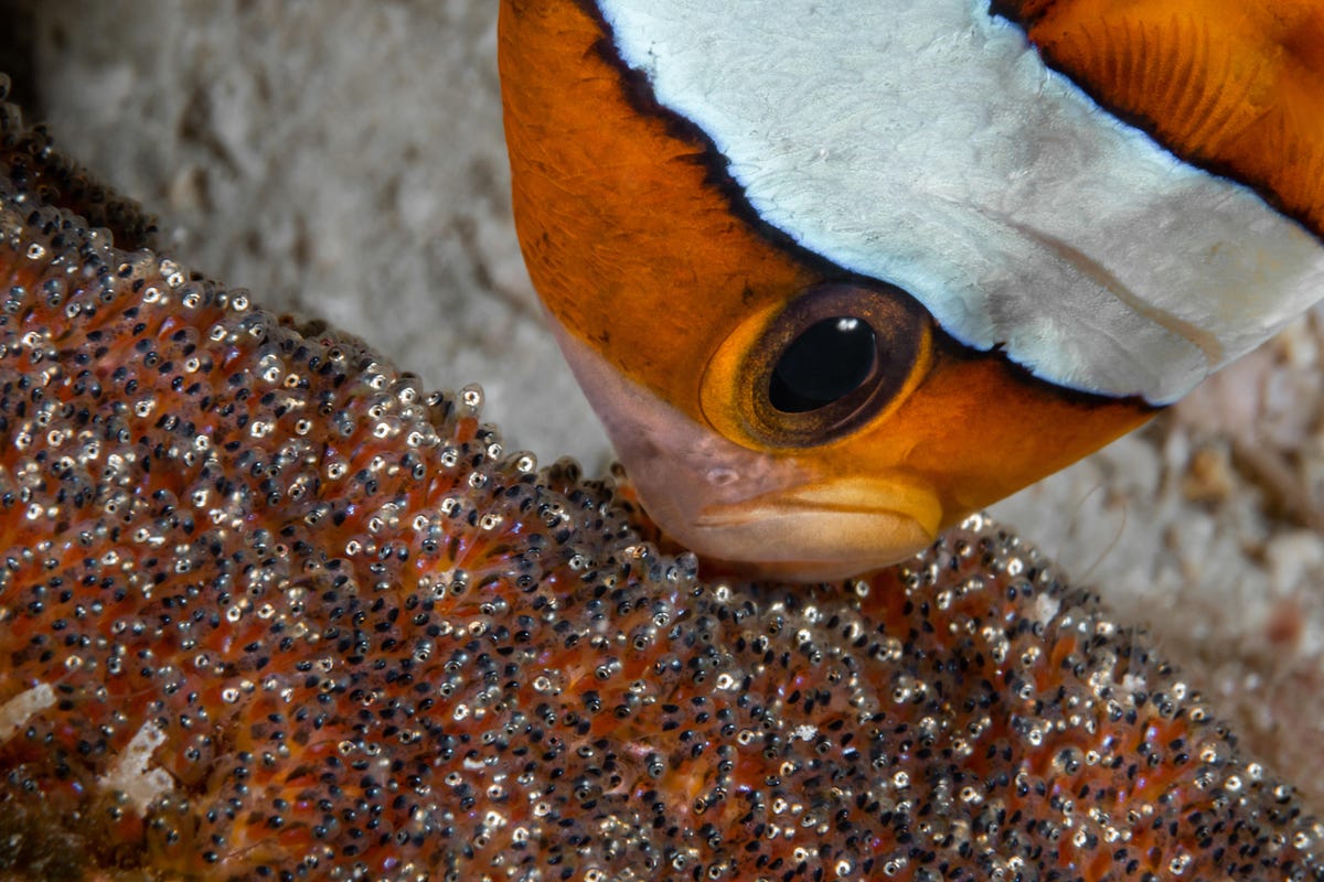 A clown fish and its eggs.