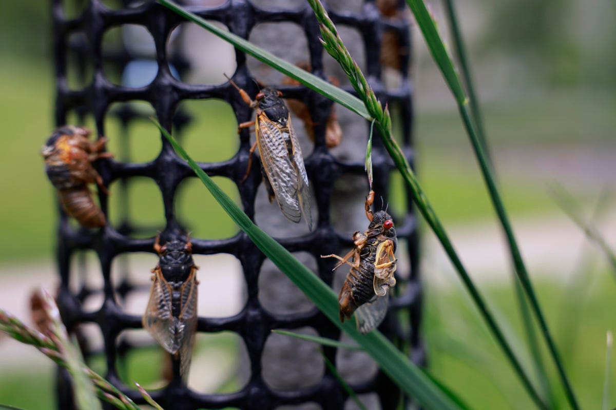 cicadas in bloomington