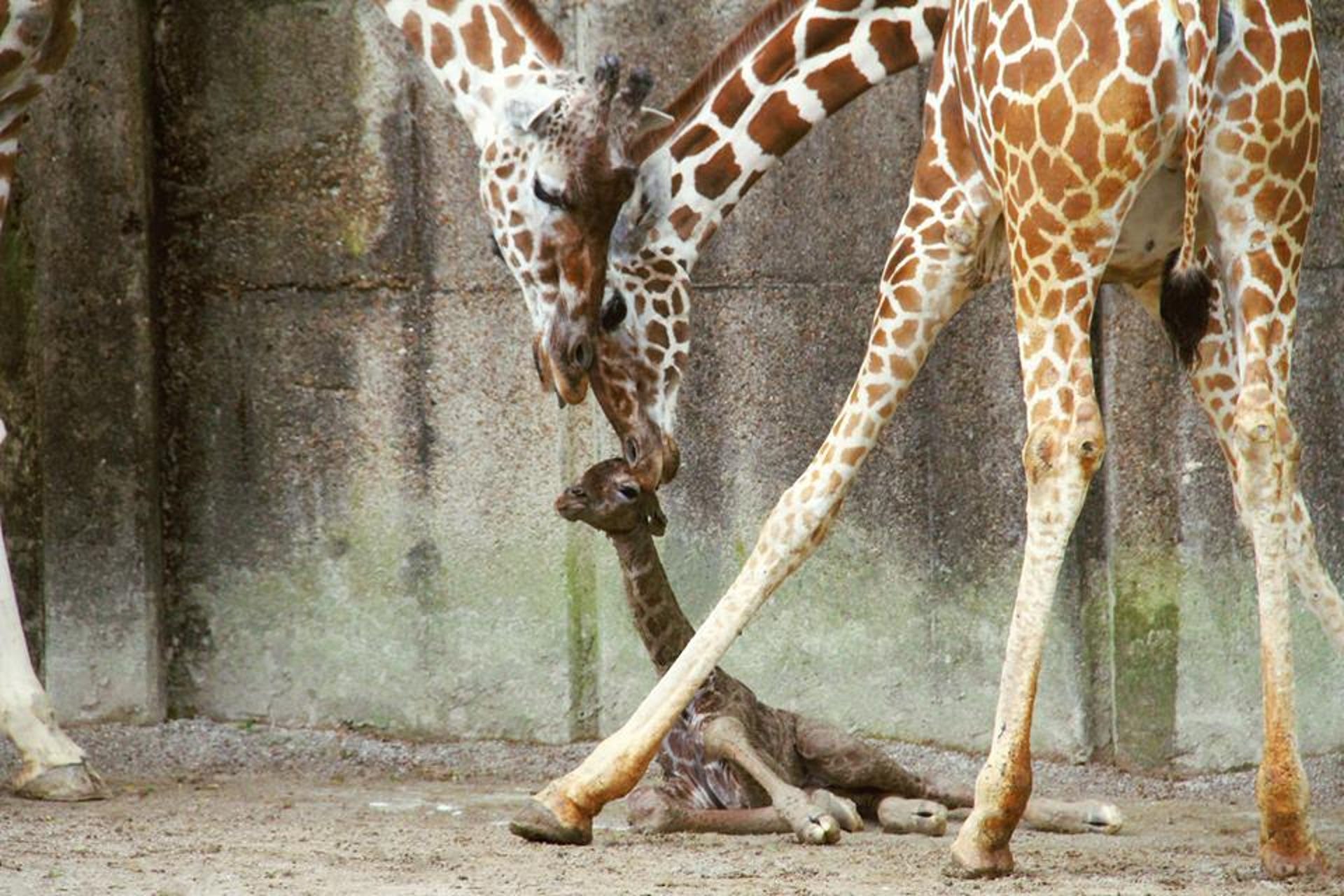 giraffememphis.jpg