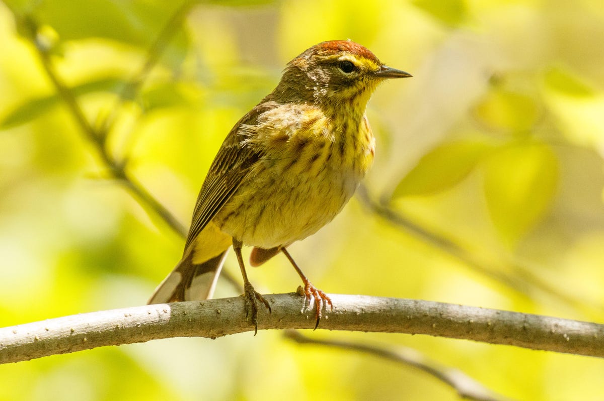 A palm warbler perches in the sun at Magee Marsh in northern Ohio.