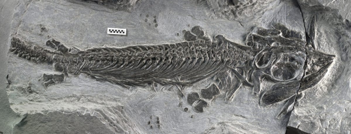 ichthyosaur2.jpg