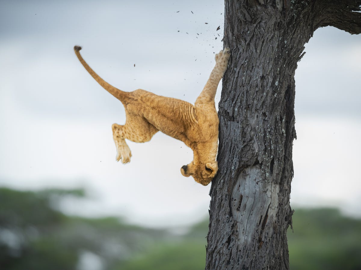 A lion cub twists around in the air, scraping its paw along a tree trunk.