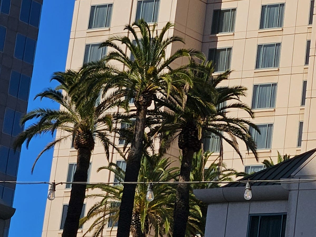 A photo of palm trees in front of a building.