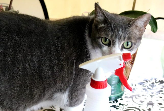 Gray cat standing behind a spray bottle