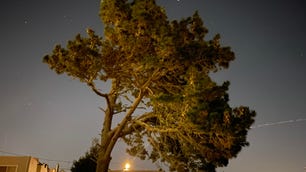 tree-at-night-iphone-11-pro