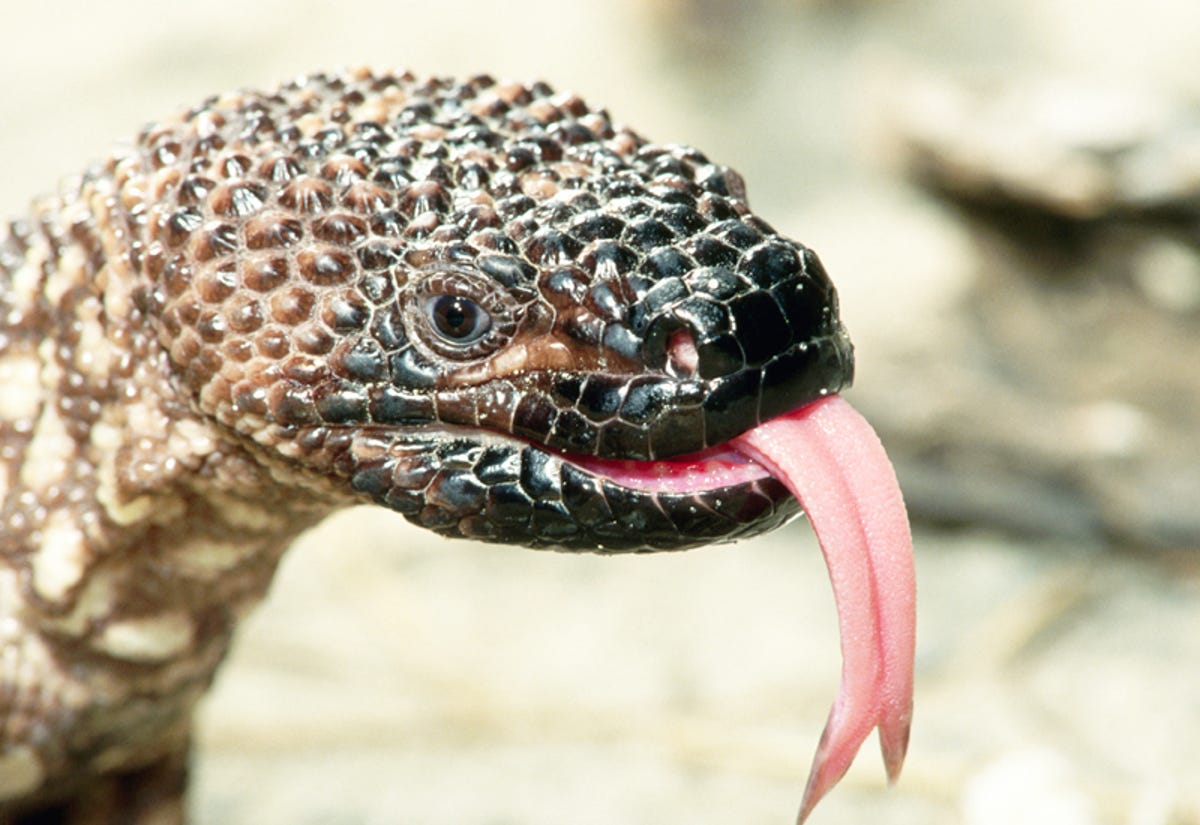 The most venomous animals on Earth, ranked - CNET