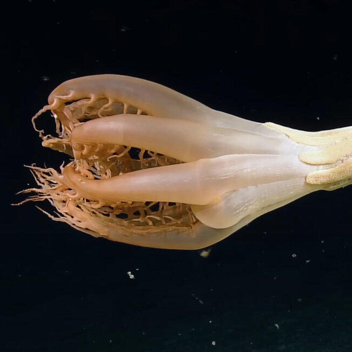 Thrilling Discovery': Surprising Sea Creature Spotted in Pacific - CNET