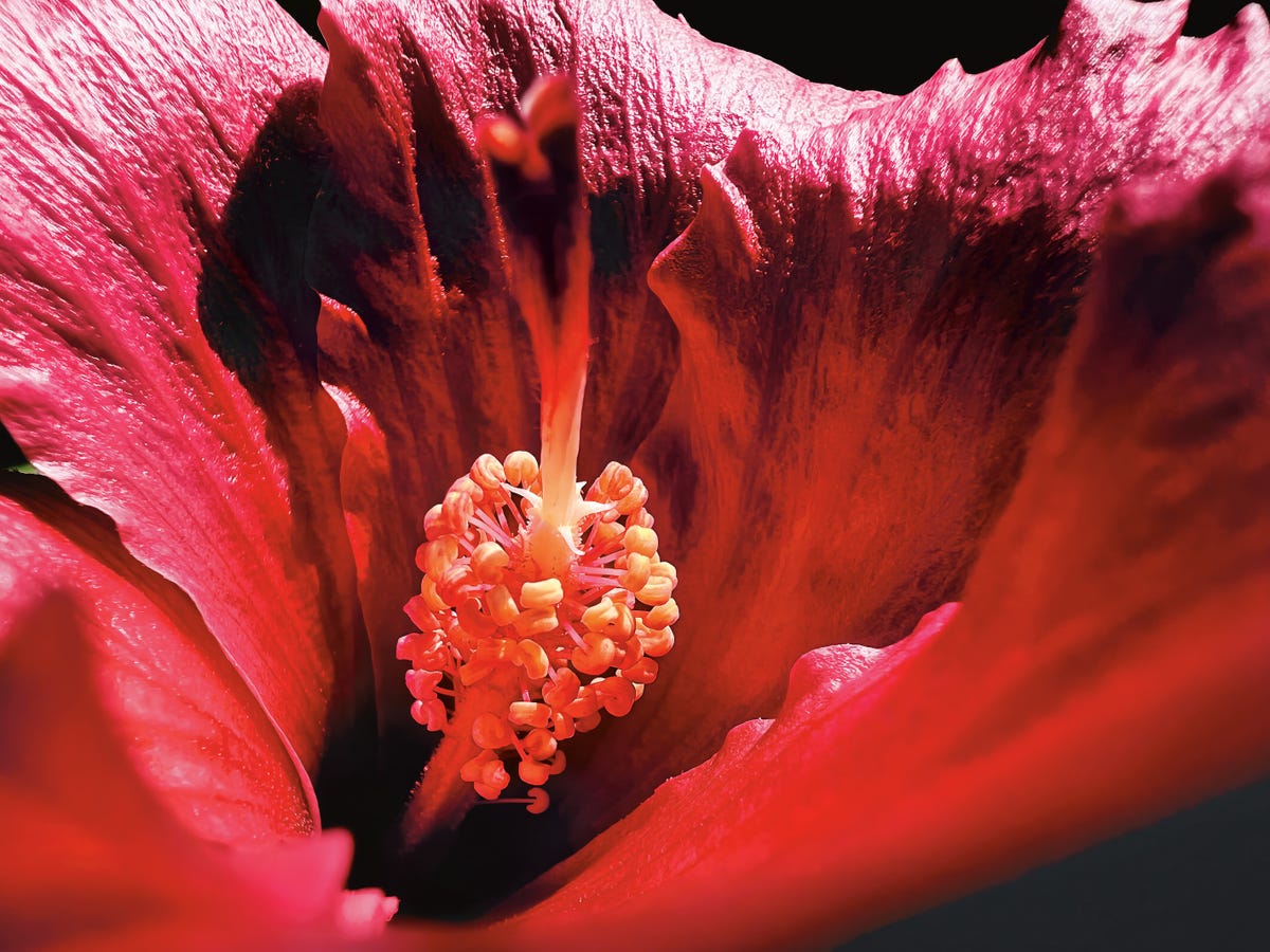 The red inside of a flower's petals, curving to resemble a cave.