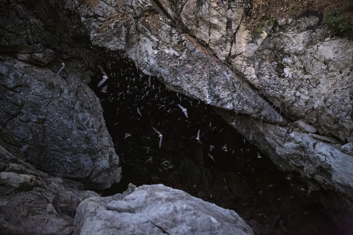 Bats exiting a cave