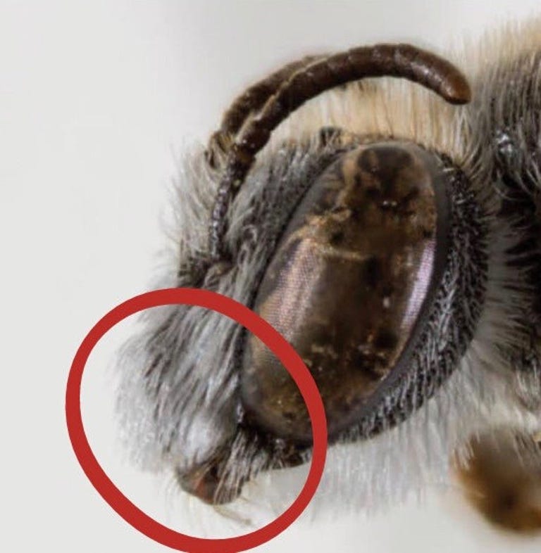 Side view of a bee's head with fuzzy hairs, curved antennae, big brown eyes and a dog-like snout.