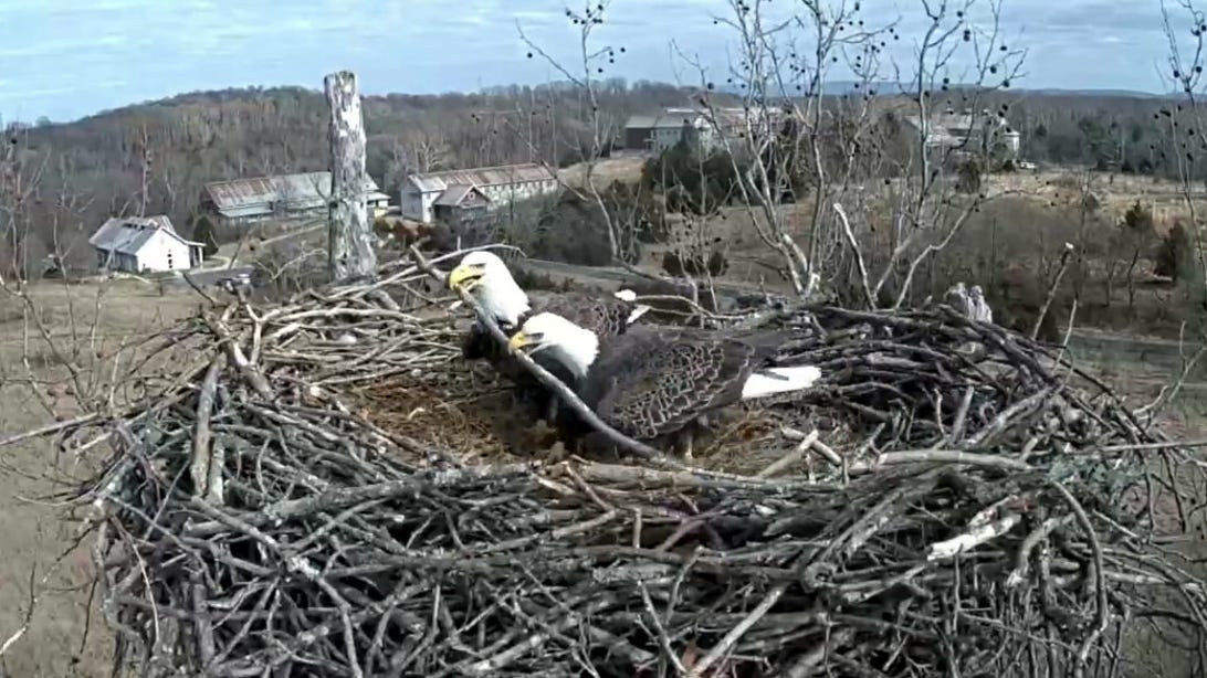 Watch a Heartwarming Video of Two Bald Eagles Building a Nest Together     – CNET