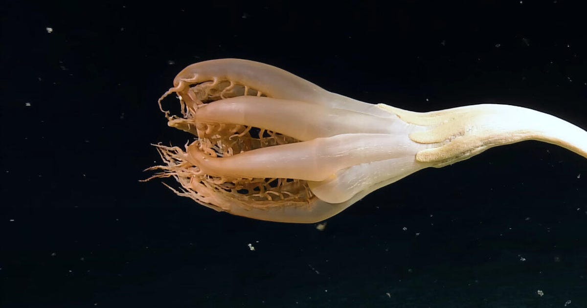 'Thrilling Discovery': Surprising Sea Creature Spotted in Pacific - CNET