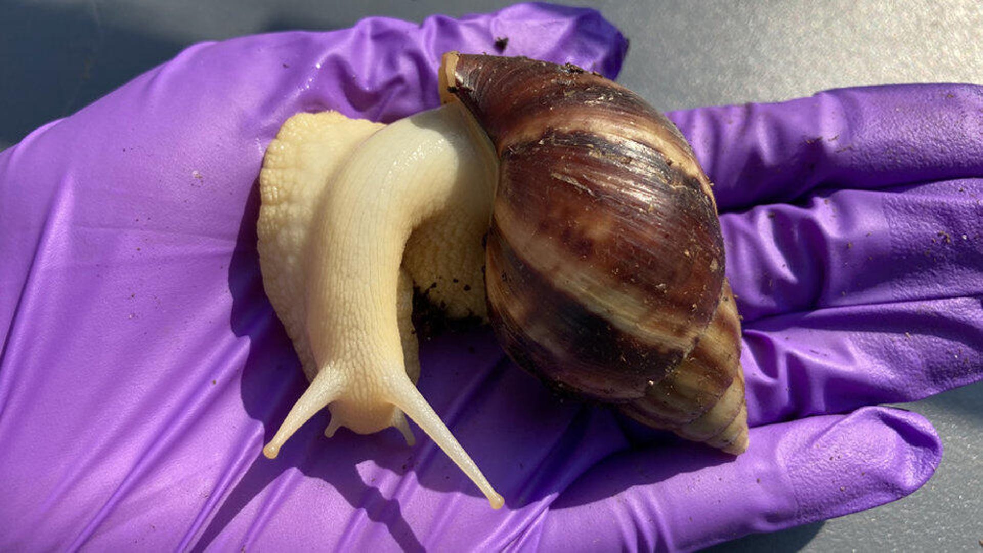 Large snail with a conical shell sits on a gloved hand.