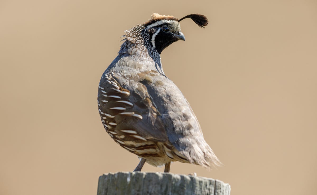 California's state bird, the California quail, is common at Point Reyes National Seashore. This male shows off his distinctive plume.