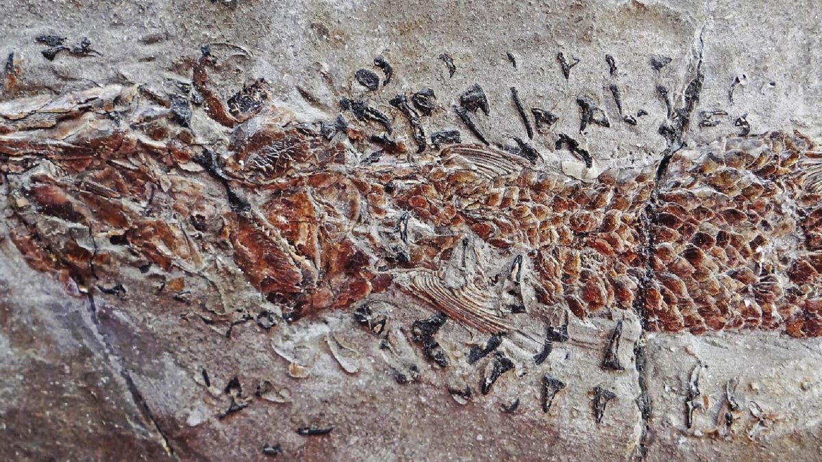 fossilfishattack