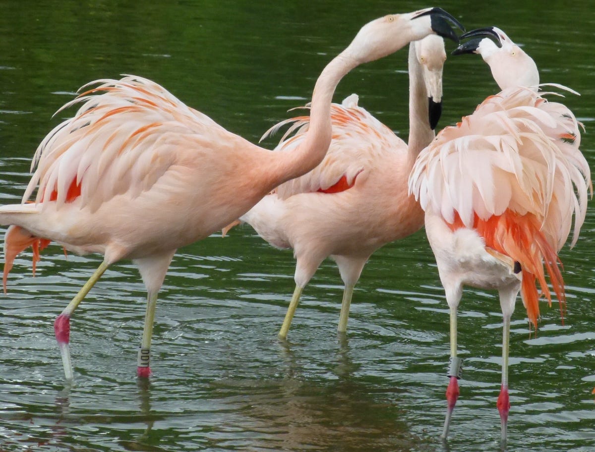 Three light pink flamingos are seen here. Two look like they're sparring and one appears quieter and less confrontational in the back.