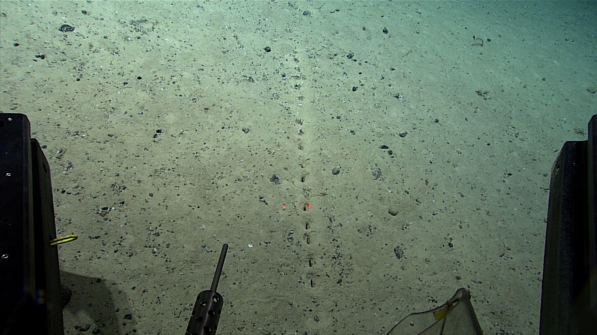 Sandy ocean bottom with regular perforation-like holes in a straight line.