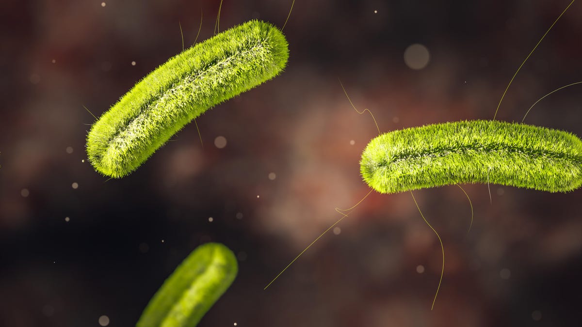 An illustration of the bacteria that causes Listeria infection