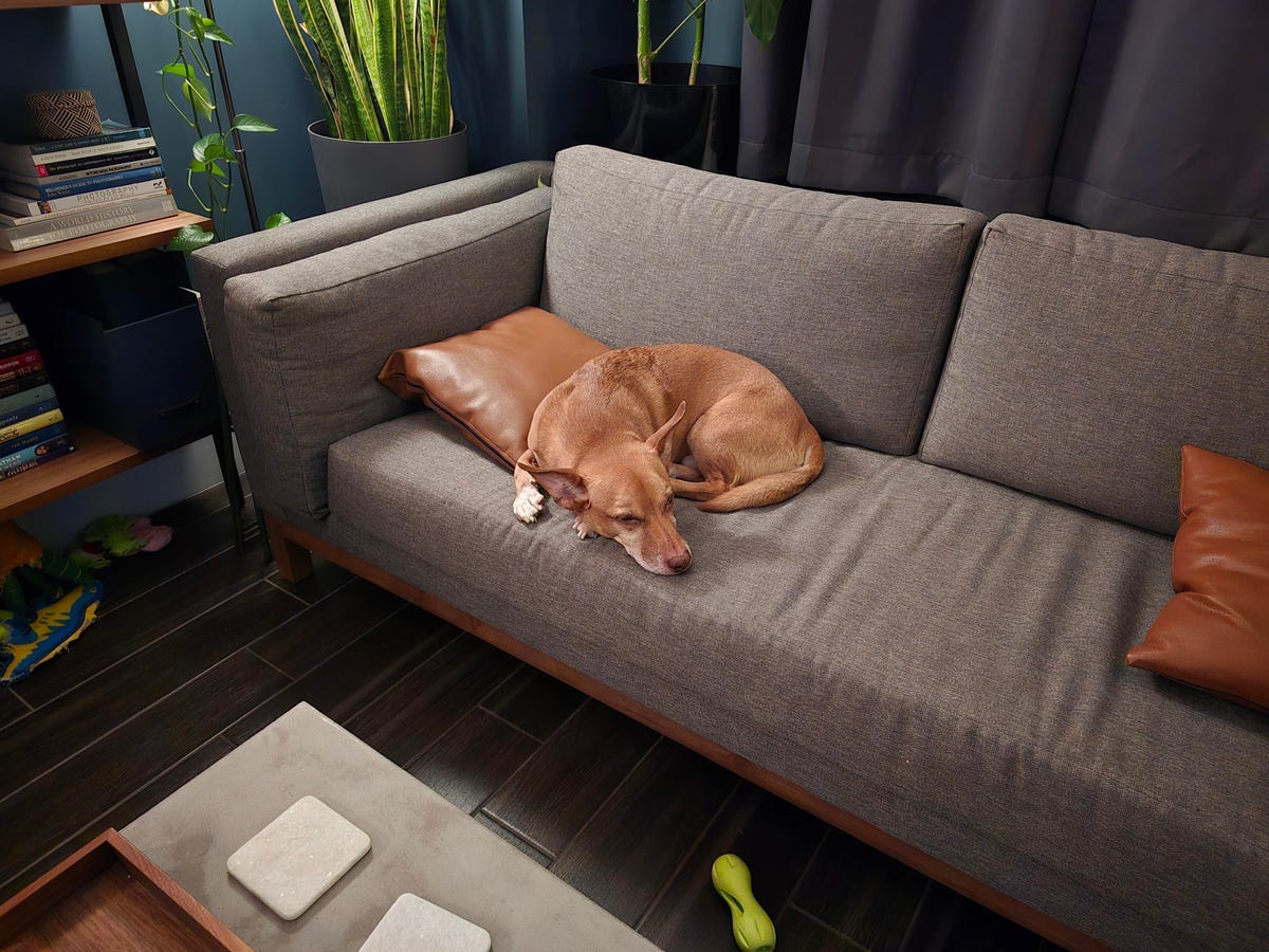 A photo of a dog sleeping on a couch.